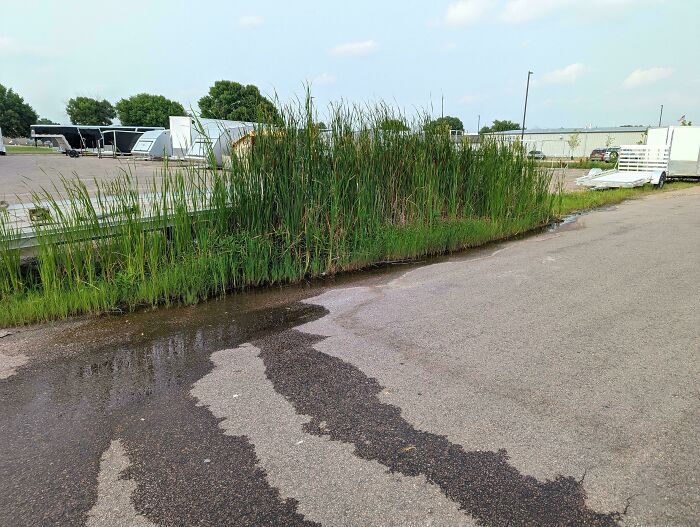 A strip of tall grass growing along a parking lot, with a trail of water on the pavement, mildly interesting scene.