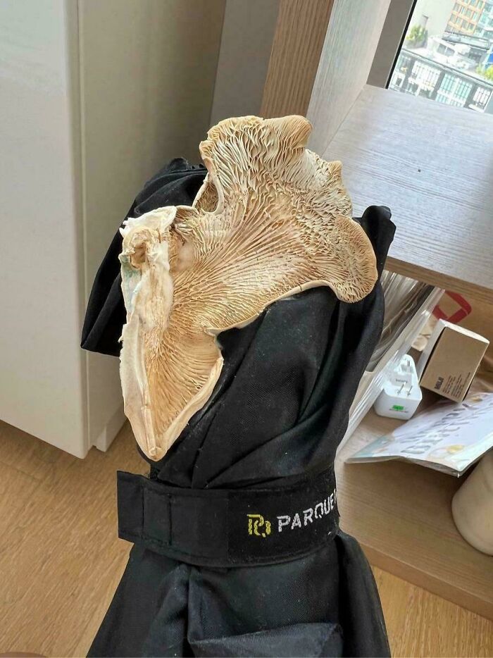 A large, oddly shaped mushroom on a black cloth in a room, showcasing a mildly interesting and surprising find.