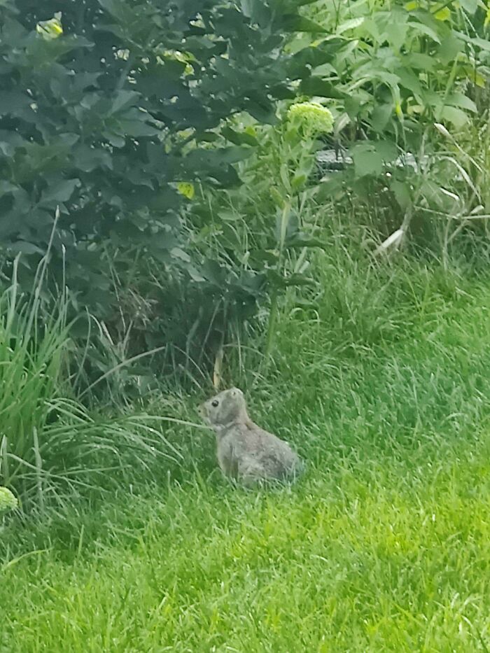 A mildly interesting groundhog standing alert in the green grass near dense foliage.
