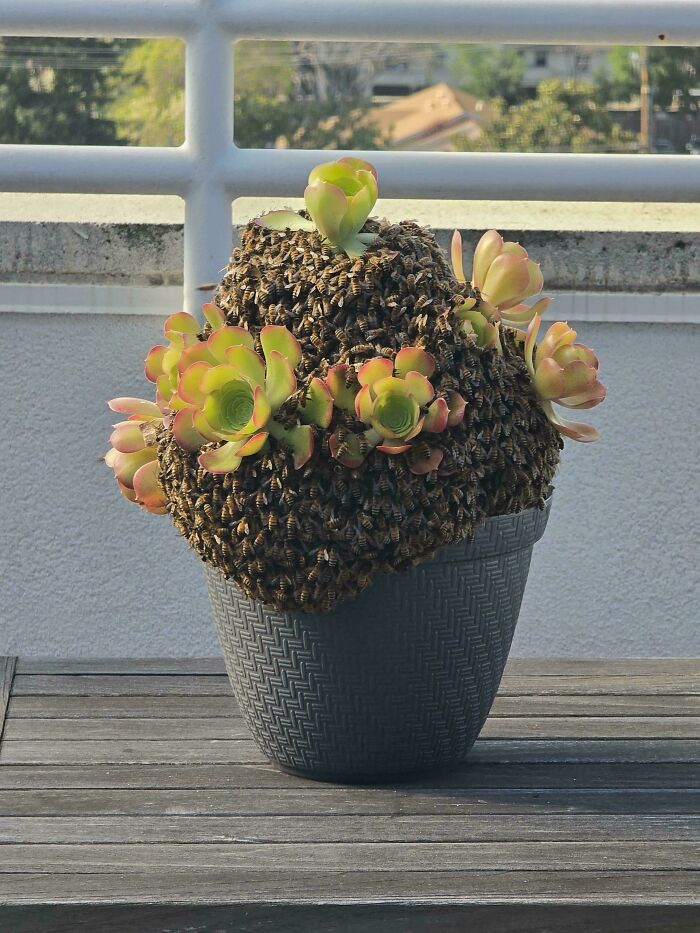 Potted plant covered in bees with succulent flowers, an unexpected mildly interesting sight on a wooden table.