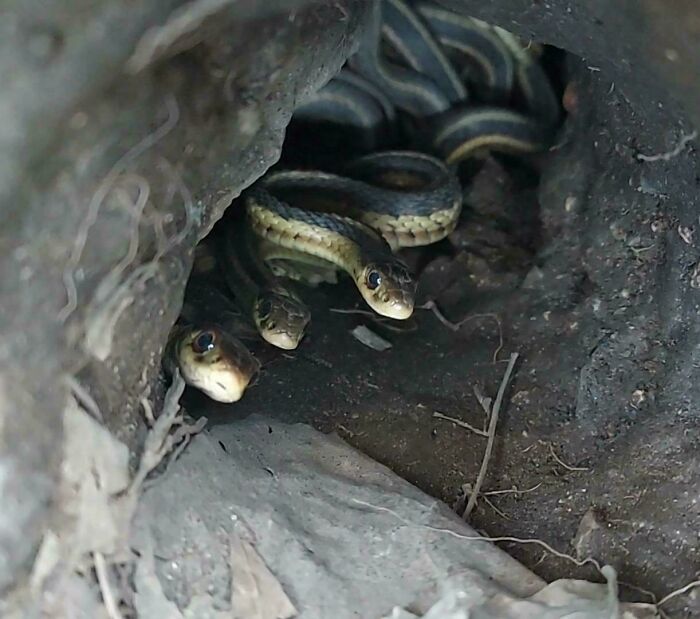 Snakes in a burrow, peeking out cautiously, showcasing mildly interesting wildlife behavior.