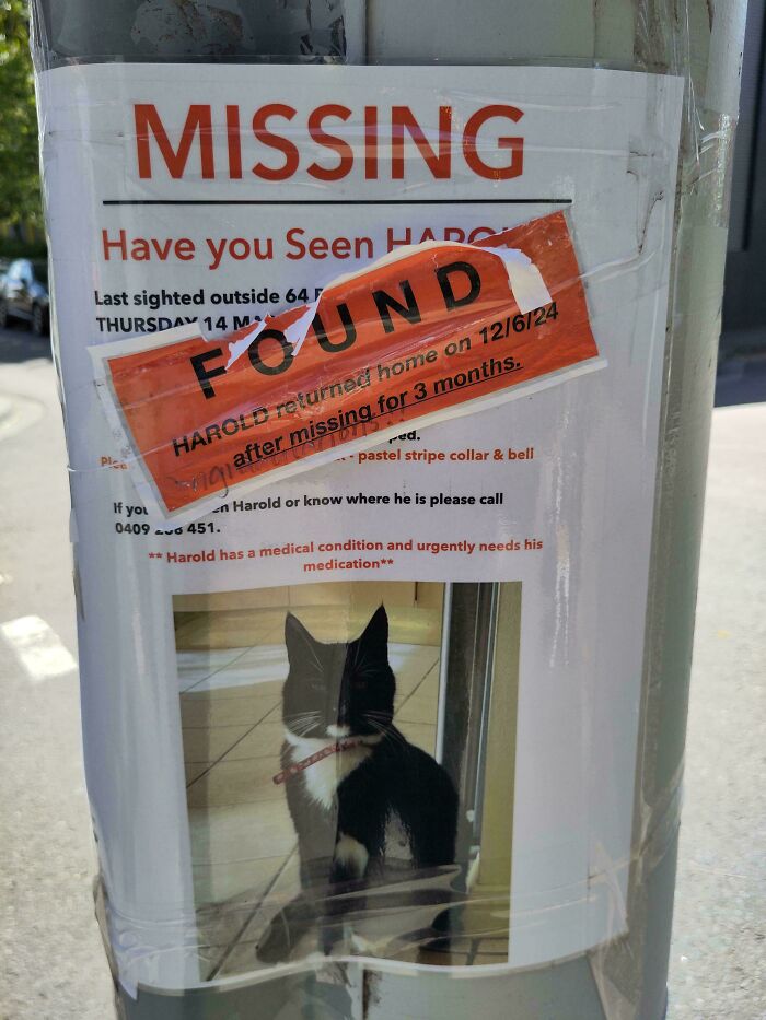 Missing cat poster found with photo of a black and white cat, labeled as mildly interesting.