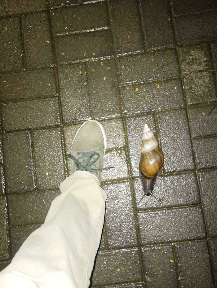 A large snail next to a shoe on a wet brick pathway, showcasing mildly interesting comparison in size.