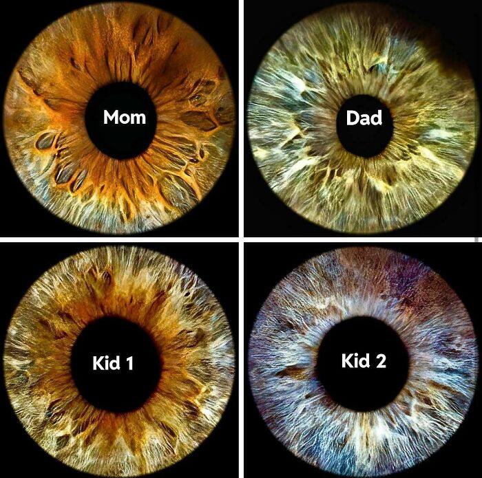 Close-up images of four irises labeled Mom, Dad, Kid 1, and Kid 2, showcasing mildly interesting eye patterns.