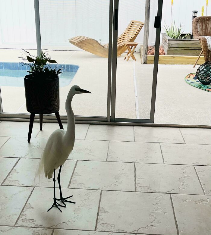 A heron standing indoors by a glass door, offering a mildly interesting surprise.