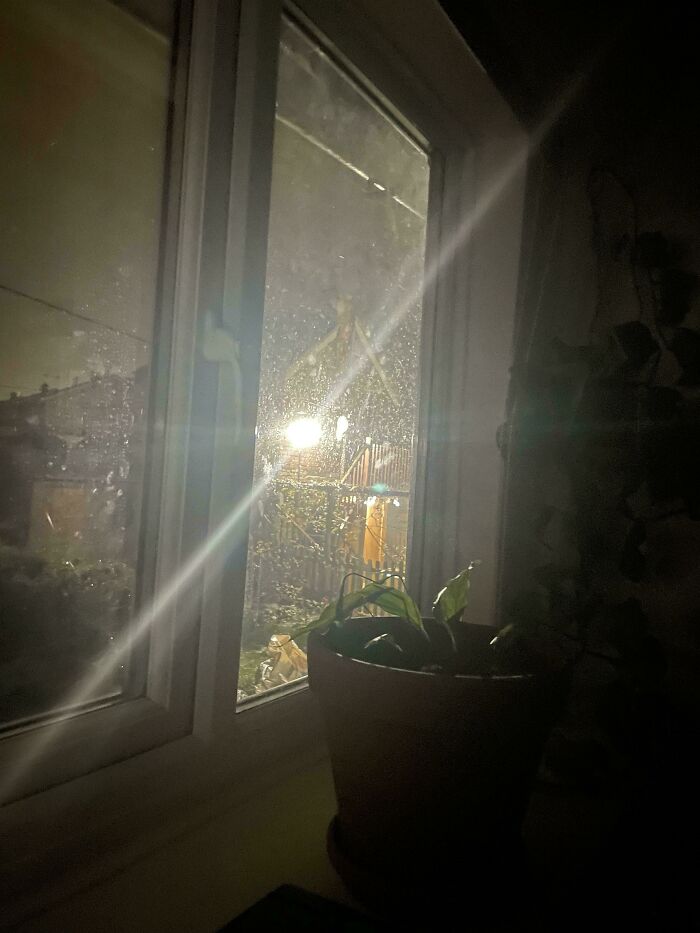 A potted plant on a windowsill at night, with a bright light shining outside from terrible neighbors’ house.