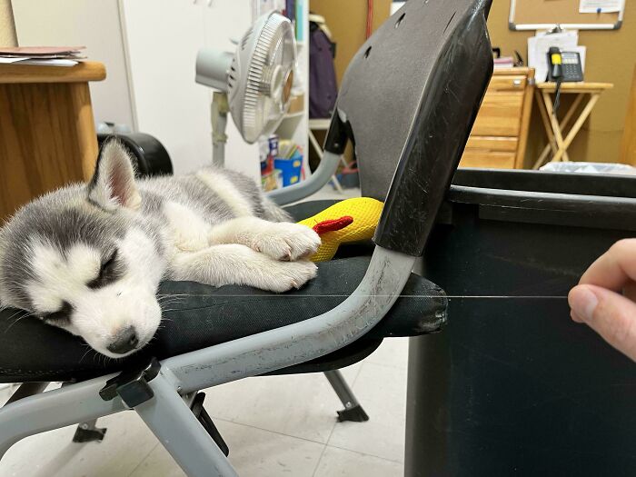 Sleeping husky puppy on a chair with a yellow toy, presenting a mildly interesting scene in an office setting.
