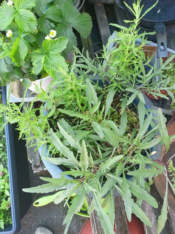 Potted plants with overgrown weeds, possibly from terrible neighbors.