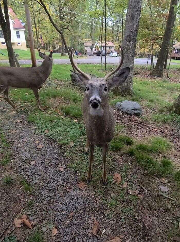 A deer stands on a wooded path in a suburban area, with houses visible in the background, creating a mildly interesting scene.