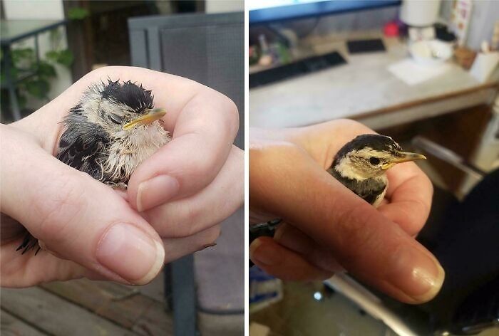 A tiny bird held gently in a hand, demonstrating a mildly interesting and surprising moment.