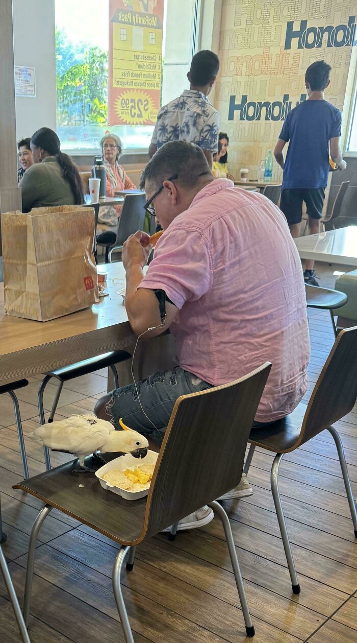 Man dining indoors with a cockatoo eating chips beside him, offering mildly interesting amusement.