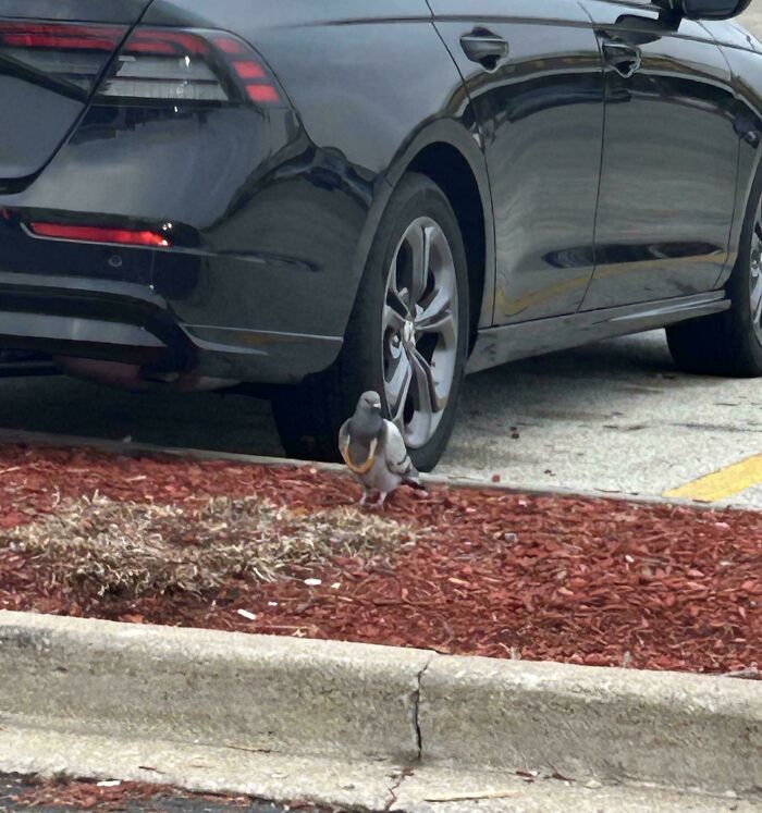 Pigeon standing behind a parked car in a parking lot, providing mildly interesting amusement.