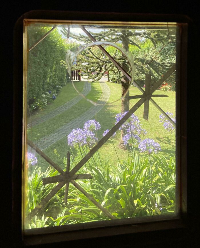 View of a garden with purple flowers through a window, showcasing a mildly interesting scene.