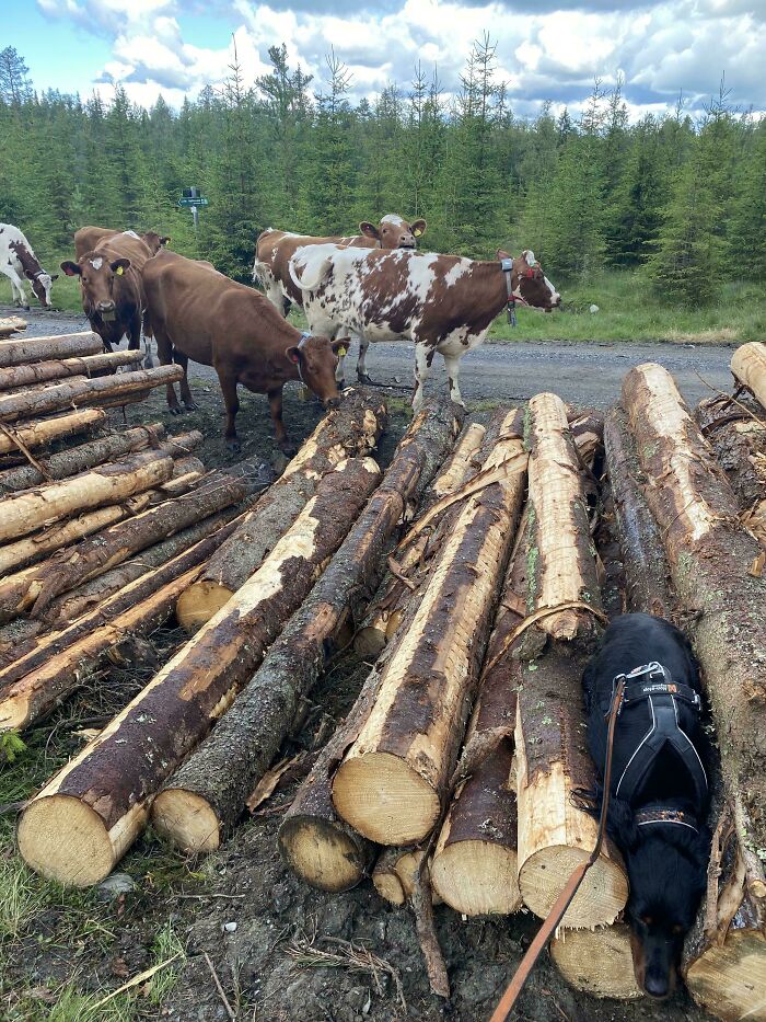 A group of cows curiously approach a pile of logs while a dog sniffs around, creating a mildly interesting scene.