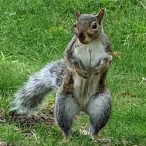 wish_i_were_in_maine avatar