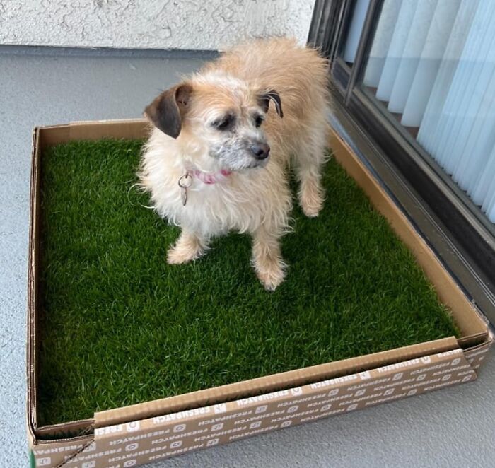 Dog standing on a patch of grass in a cardboard box, featured as a Sharktank product.
