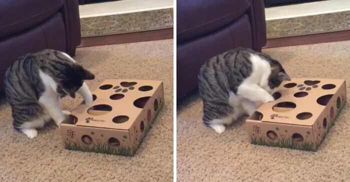 Cat playing with a toy puzzle box inspired by Sharktank items.