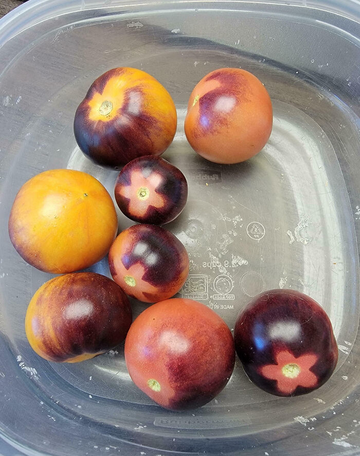 Tomates con manchas divertidas en un recipiente de plástico.