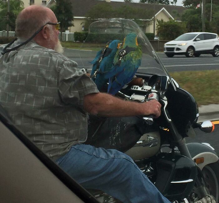 Man riding motorcycle with two colorful parrots on a Florida road, showcasing a unique wild moment.