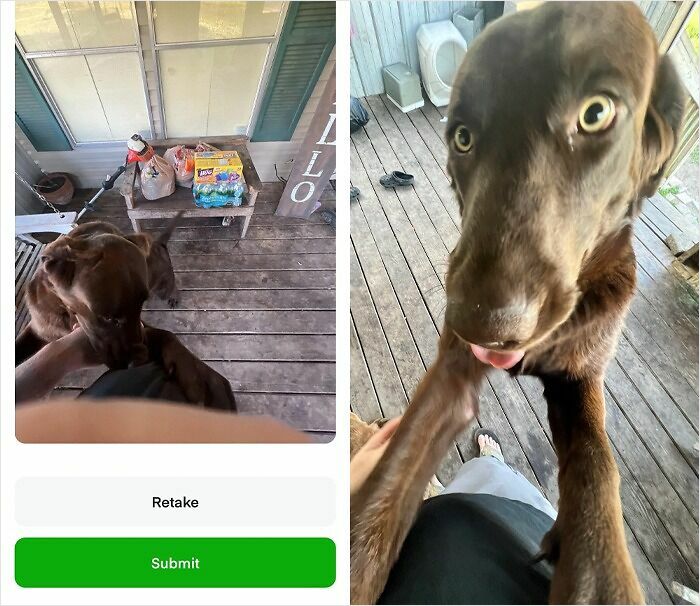 Dog interacting with Instacart shopper on a wooden porch next to grocery bags, adding a playful moment to the delivery.