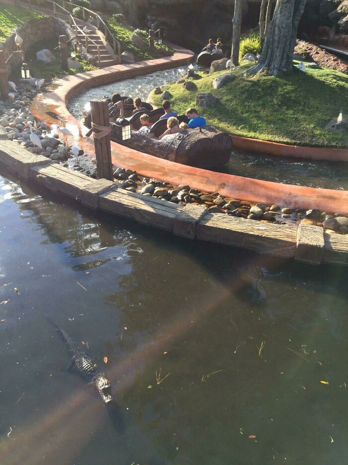 Log ride with people, while an alligator swims in the water nearby in a Florida nature scene.