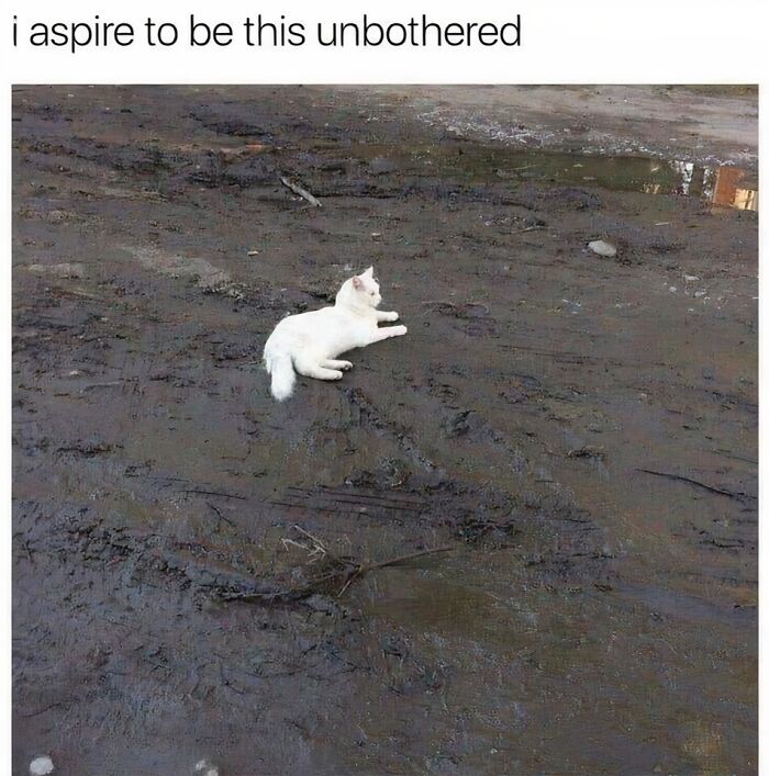 A white cat lying on muddy ground, exuding a calm vibe.