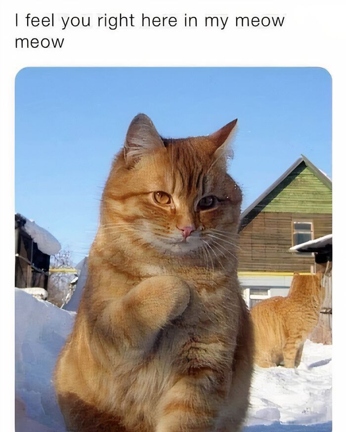 Orange cat with a raised paw in a snowy setting, displaying a comical expression. "Stuff With Cats" humor theme.