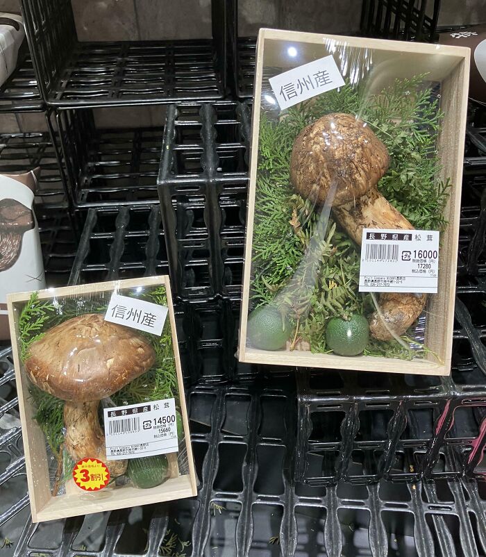 Matsutake mushrooms in wooden boxes on display, part of Interesting-Japan-Pics.