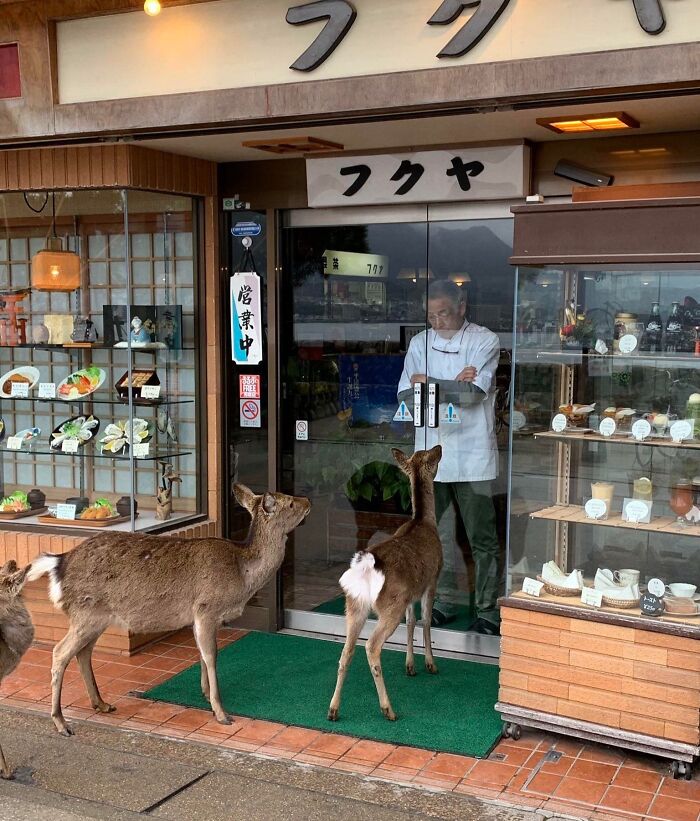Deer standing outside a shop in Japan, looking through the glass door at a person inside.