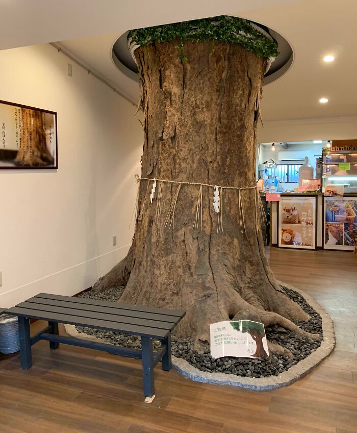 A massive tree inside a Japanese cafe, embodying Interesting-Japan-Pics.