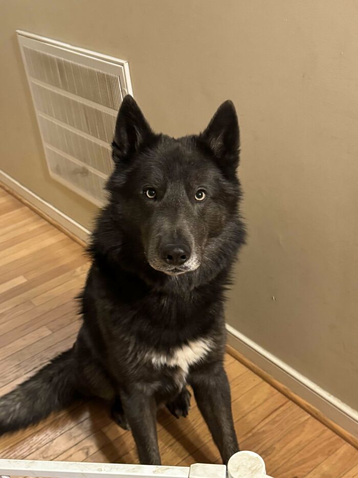 Black dog sitting indoors, looking curious and alert, by a vent on a wooden floor.