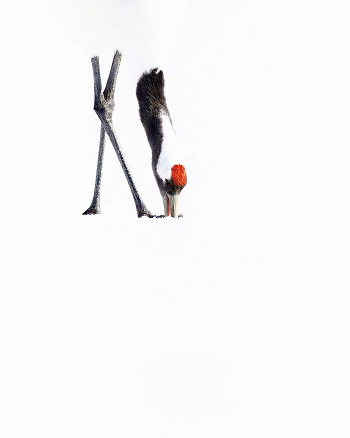 Photographer Takes Breathtaking Wildlife Close-Ups That Showcase The Beauty Of The Animal Kingdom (39 Pics)