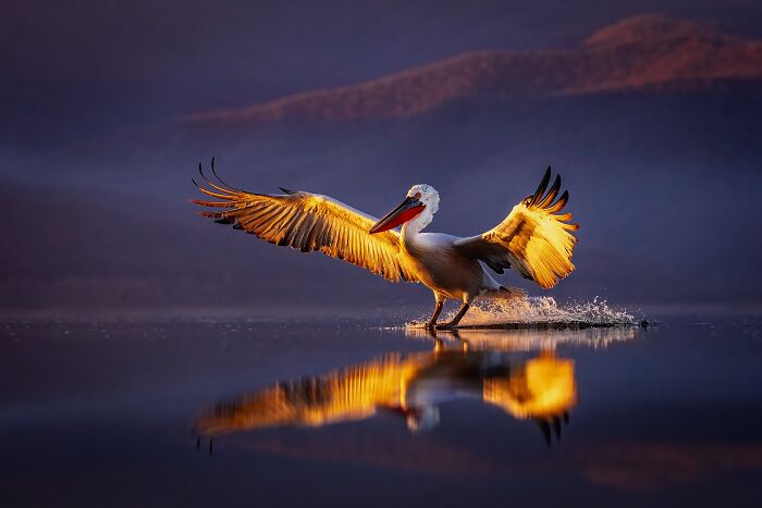 Photographer Takes Breathtaking Wildlife Close-Ups That Showcase The Beauty Of The Animal Kingdom (39 Pics)