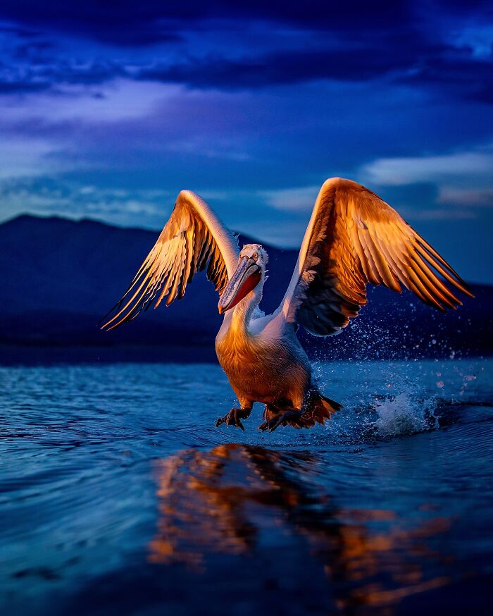 Photographer Takes Breathtaking Wildlife Close-Ups That Showcase The Beauty Of The Animal Kingdom (39 Pics)