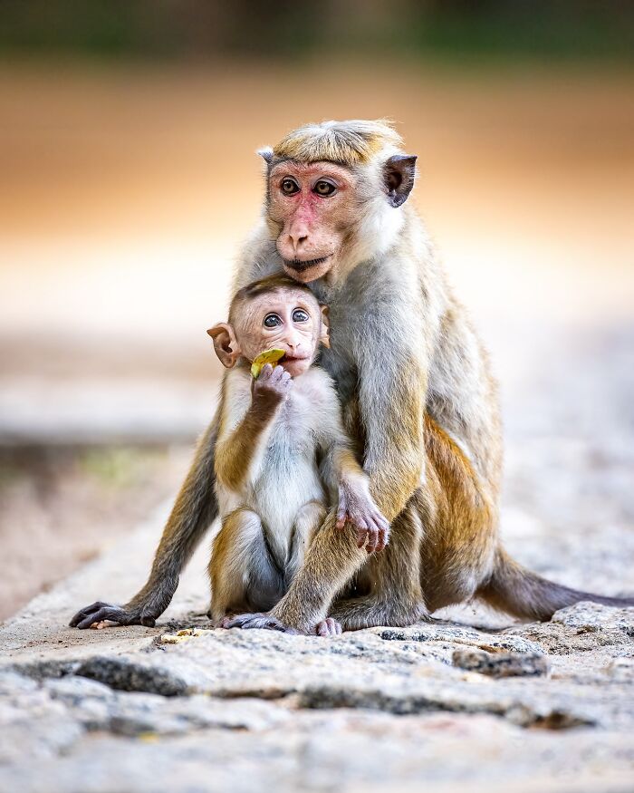 Photographer Takes Breathtaking Wildlife Close-Ups That Showcase The Beauty Of The Animal Kingdom (39 Pics)