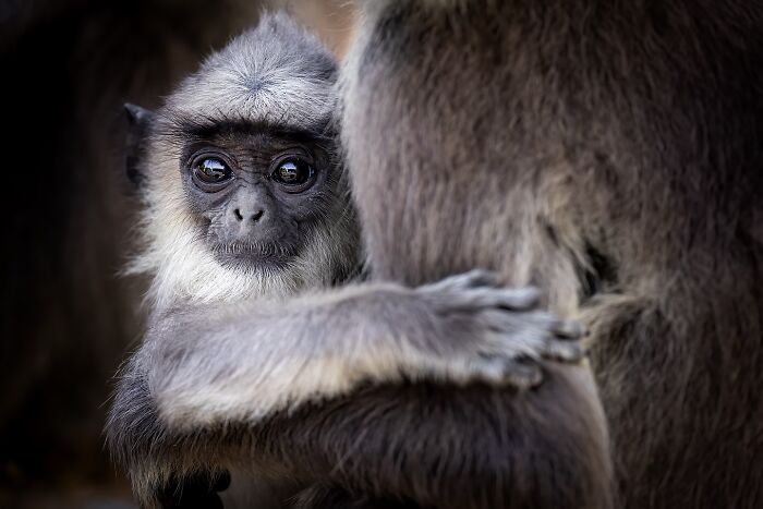 Photographer Takes Breathtaking Wildlife Close-Ups That Showcase The Beauty Of The Animal Kingdom (39 Pics)