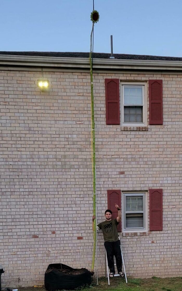 Man stands on a ladder next to an unusually tall sunflower against a brick house wall, showcasing a mildly interesting sight.