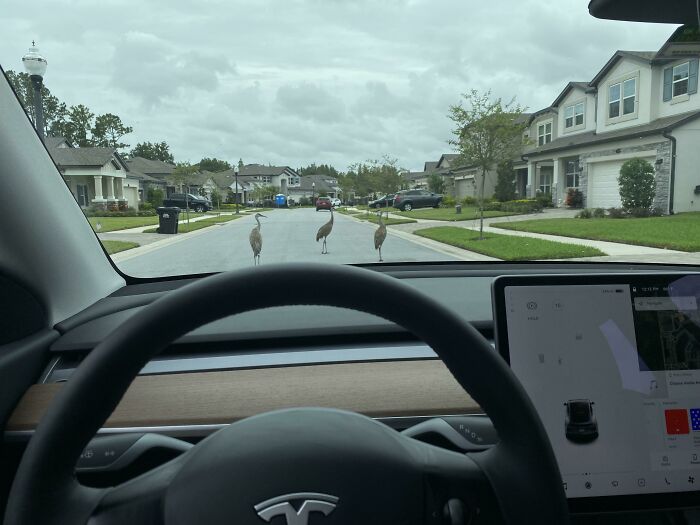 "Birds walking in a suburban street viewed from inside a Tesla, capturing Florida wild moments."