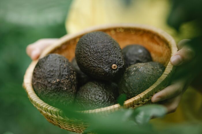 Basket of avocados in a garden setting, showcasing health-boosting fruits.
