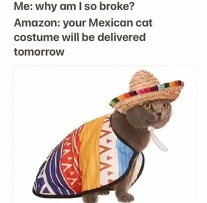 Cat in a colorful costume and sombrero with funny text about Amazon delivery. Stuff with cats.