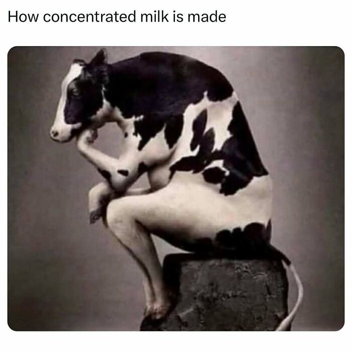 Cow posed like Rodin's The Thinker, showcasing dad humor with a caption about concentrated milk.