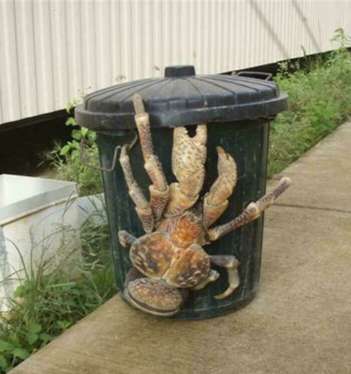 Un cangrejo gigante y aterrador trepa sobre un cubo de basura en un entorno urbano.