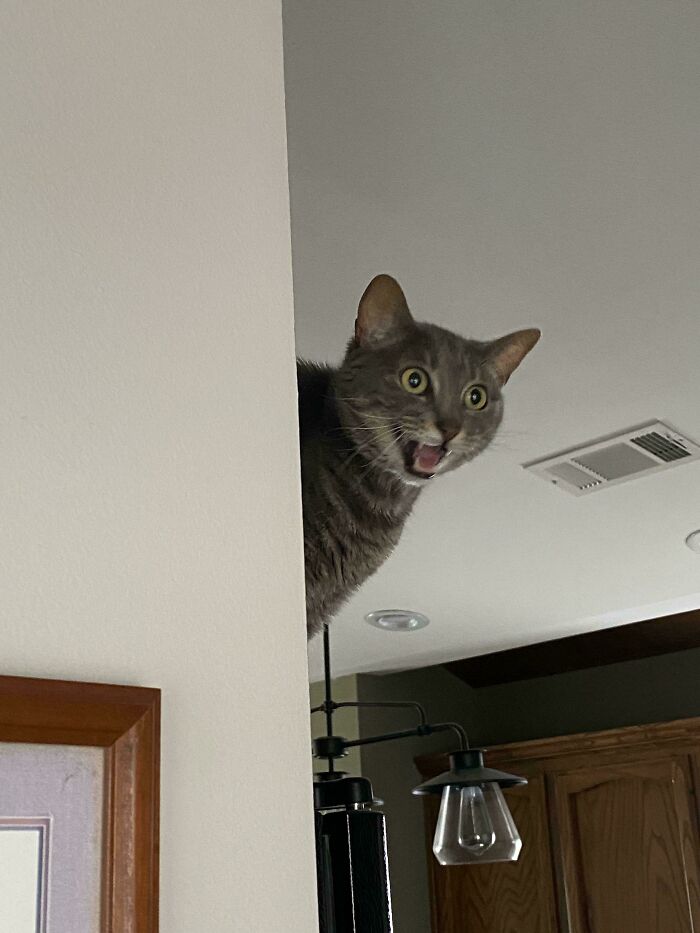 Gray cat peeking from behind a wall with wide eyes and open mouth, captured in a born to scream moment.