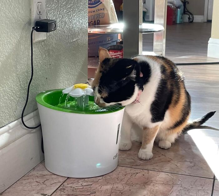 Cat drinking from a stylish pet water fountain that looks nice in a modern kitchen.