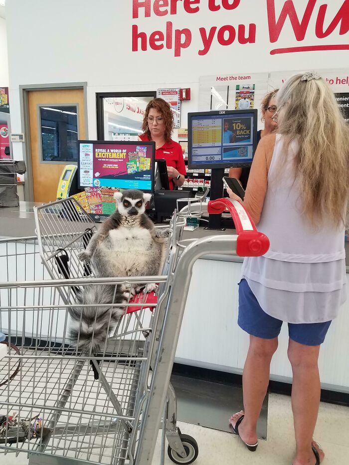 Lemur in a shopping cart at checkout in a store, showcasing unexpected Florida wild moments.
