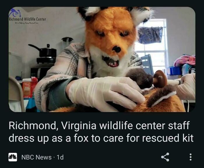 Person in a fox costume tends to a small animal, highlighting hilarious news headlines.