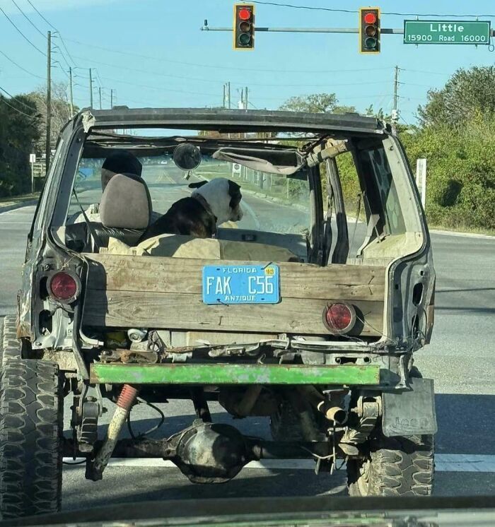 Dog riding in a rugged jeep with a Florida license plate, capturing a unique Florida wild moment at a traffic light.