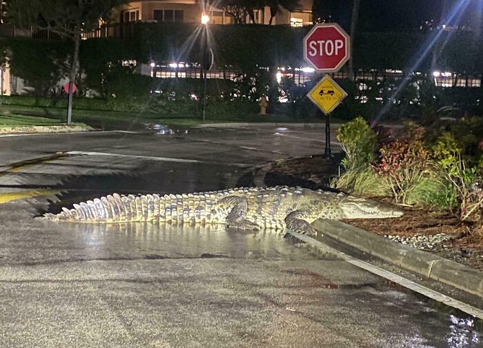Alligator crossing a wet road at night next to a stop sign in Florida, highlighting wild moments in suburban areas.