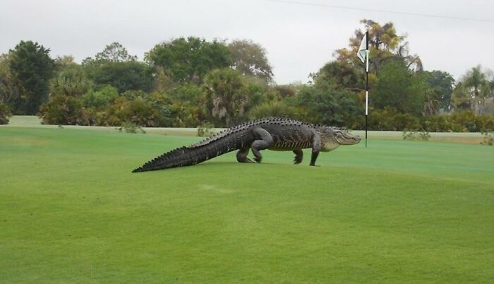 Alligator on a Florida golf course, showcasing wild moments in nature.