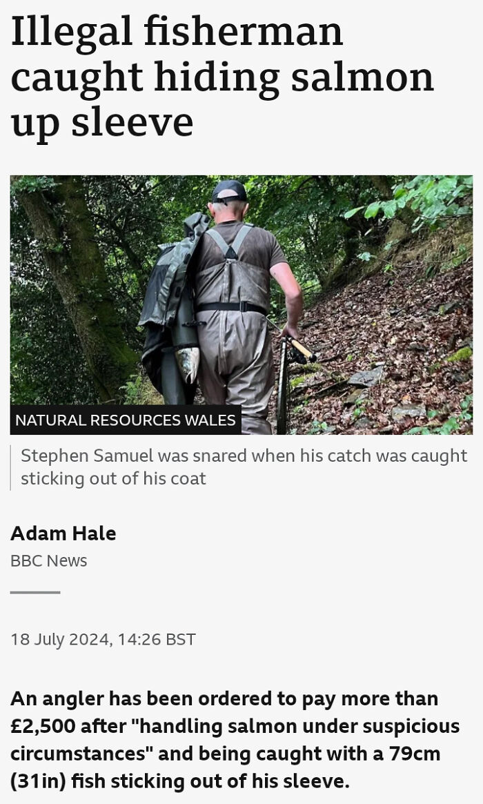 "Man in waders walks through forest, reflecting a humorous news headline about hidden salmon."